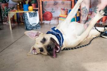 LINKIN BARK -  Pit Bull Terrier and Siberian Husky Dog for Adoption in Minneapolis, Minnesota - LINKIN BARK | PetCurious