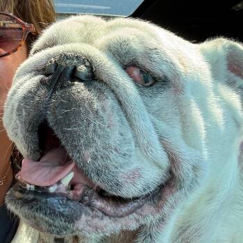 American Bulldog Dogs Available for Adoption in Oak Brook, Illinois - Johnny | PetCurious