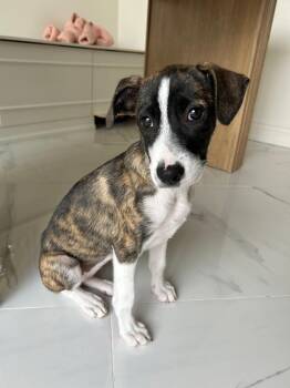 Mixed Breed Dogs Available for Adoption - Fruiti | PetCurious