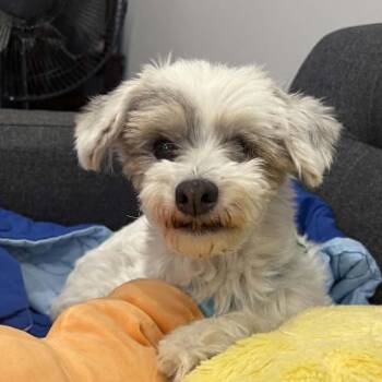 Gretchen -  West Highland White Terrier Westie and Poodle Dog for Adoption in Calgary, Alberta - Gretchen | PetCurious