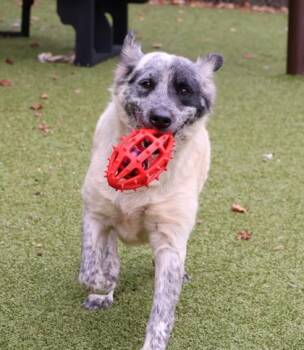 Buddy -  Mixed Breed Dog for Adoption in Athens, Georgia - Buddy | PetCurious