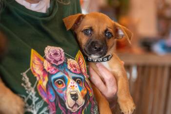 Rescue Terrier Dogs for Adoption in Santa Rosa, California - Jack Skellington | PetCurious