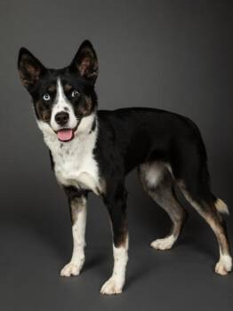 Liliana -  Mixed Breed Dog for Adoption in Longmont, Colorado - Liliana | PetCurious