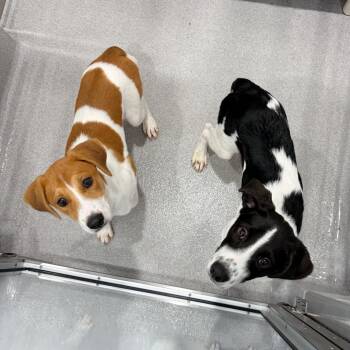 Nala 22920 -  Coonhound and Mixed Breed Dog for Adoption in Cumming, Georgia - Nala 22920 | PetCurious