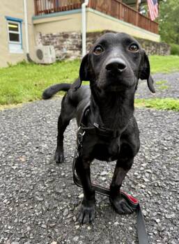 Thunder -  Basset Hound and Labrador Retriever Dog for Adoption in Pottstown, Pennsylvania - Thunder | PetCurious
