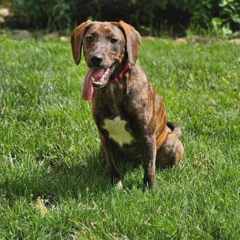 Oakley -  Plott Hound and Dachshund Dog for Adoption in Lexington, Kentucky - Oakley | PetCurious