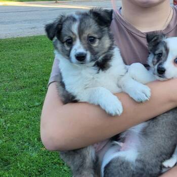Jackie -  American Eskimo Dog and Shetland Sheepdog Sheltie Dog for Adoption in Tomah, Wisconsin - Jackie | PetCurious