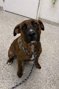 Salinger -  Mixed Breed Dog for Adoption in Kansas City, Missouri - Salinger | PetCurious