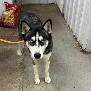 Lily -  Husky Dog for Adoption in Corbin, Kentucky - Lily | PetCurious