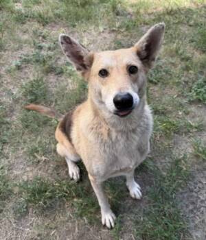 SIRI -  German Shepherd Dog and Mixed Breed Dog for Adoption in Houston, Texas - SIRI | PetCurious