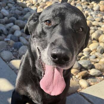 Jake - Foster or Adopt -  Labrador Retriever Dog for Adoption in San Francisco, California - Jake - Foster Or Adopt | PetCurious