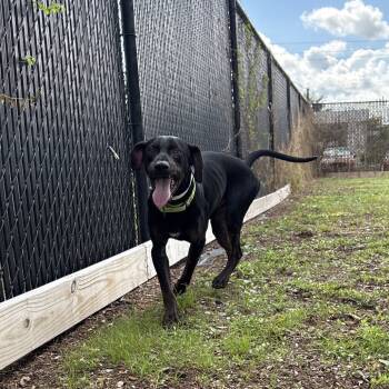 Rescue Mixed Breed Dogs for Adoption in West Palm Beach, Florida - Shawn | PetCurious