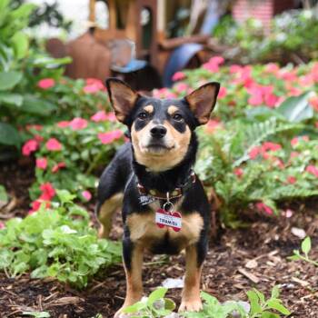 Tiramisu -  Chihuahua and Mixed Breed Dog for Adoption in Wake Forest, North Carolina - Tiramisu | PetCurious