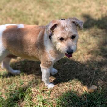 Rescue Beagle and Shih Tzu Dogs for Adoption in Joppa, Alabama - Jasper | PetCurious