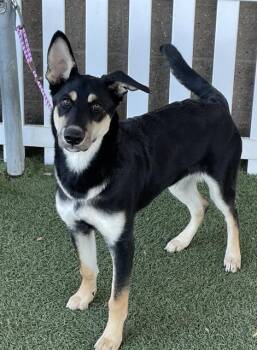 Rescue German Shepherd Dog and Mixed Breed Dogs for Adoption in Modesto, California - DALLAS | PetCurious
