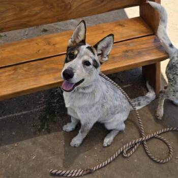 JARON -  Australian Cattle Dog Blue Heeler Dog for Adoption in Long Beach, California - JARON | PetCurious