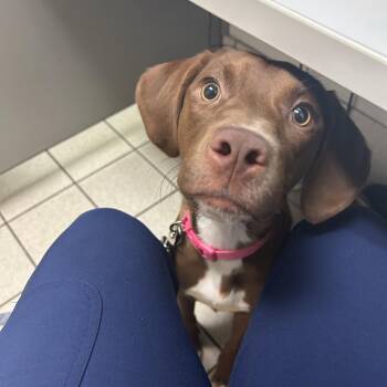 Harper -  Mixed Breed Dog for Adoption in Charleston, West Virginia - Harper | PetCurious