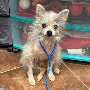 Wolfie - RI -  Pomeranian and Chihuahua Dog for Adoption in Bryan, Texas - Wolfie - RI | PetCurious