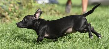 Nicco -  Dachshund and Chihuahua Dog for Adoption in Mechanicsburg, Pennsylvania - Nicco | PetCurious