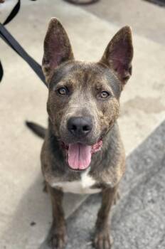 Rescue German Shepherd Dog Dogs for Adoption in Austintown, Ohio - Sonny | PetCurious