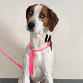 Coonhound and Hound Dogs Available for Adoption in Galax, Virginia - Chip | PetCurious
