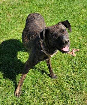 Rogue -  Tennessee Treeing Brindle and Boxer Dog for Adoption in Lisbon, Ohio - Rogue | PetCurious