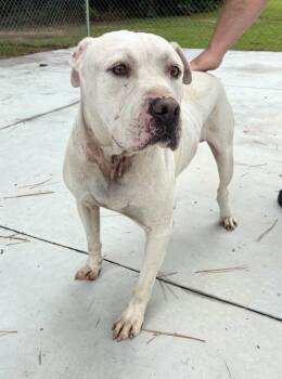Rescue American Bulldog Dogs for Adoption in Laurinburg, North Carolina - Marshmallow (25-D0288) | PetCurious