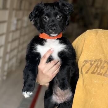 Poodle and Collie Dogs Available for Adoption - Dumpling | PetCurious