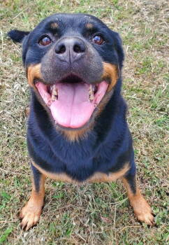 Rescue Rottweiler Dogs for Adoption in Deering, New Hampshire - Dior | PetCurious