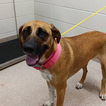 Rescue Mixed Breed Dogs for Adoption in Ardmore, Oklahoma - Macy | PetCurious