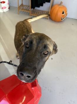 Rescue Belgian Shepherd Sheepdog and Great Dane Dogs for Adoption in Los Angeles, California - Buffy | PetCurious