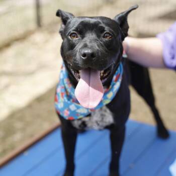CALLIE -  American Staffordshire Terrier Dog for Adoption in San Antonio, Texas - CALLIE | PetCurious