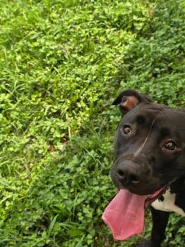 Pit Bull Terrier Dogs Available for Adoption in Humble, Texas - Harmony | PetCurious