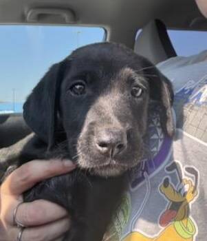 Dolly -  Labrador Retriever Dog for Adoption in Warrington, Pennsylvania - Dolly | PetCurious