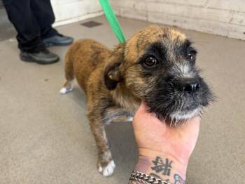 CALISTA -  Terrier and Mixed Breed Dog for Adoption in San Bernardino, California - CALISTA | PetCurious