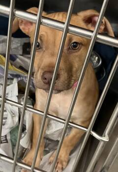 Ashley -  Mixed Breed Dog for Adoption in Parma, Ohio - Ashley | PetCurious