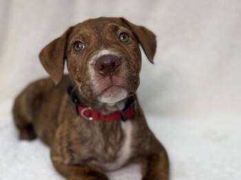 Pit Bull Terrier and English Springer Spaniel Dogs Available for Adoption in Portland, Oregon - Pistachio | PetCurious