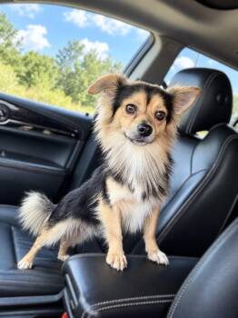 Smores -  Pomeranian and Chihuahua Dog for Adoption in Douglas, Georgia - Smores | PetCurious