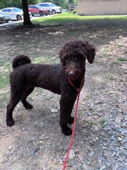 Marchie -  Poodle Dog for Adoption in Little Rock, Arkansas - Marchie | PetCurious