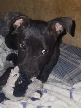 Honey (Donna-fostered in New England) -  Black Labrador Retriever and Pit Bull Terrier Dog for Adoption in Brighton, Tennessee - Honey (Donna-fostered In New England) | PetCurious