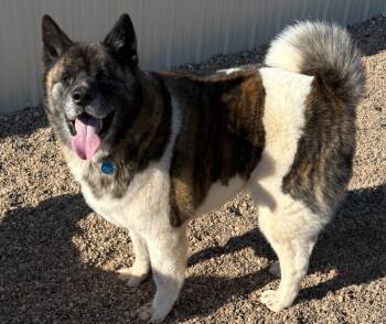 Rescue Akita Dogs for Adoption in Hot Springs, South Dakota - JJ Ll | PetCurious
