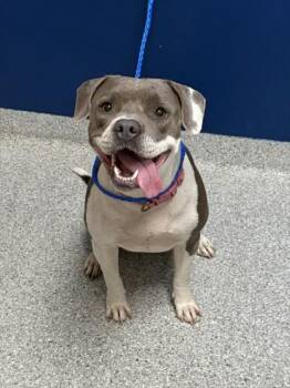 COOKIE -  Pit Bull Terrier and Mixed Breed Dog for Adoption in Pasadena, Texas - COOKIE | PetCurious