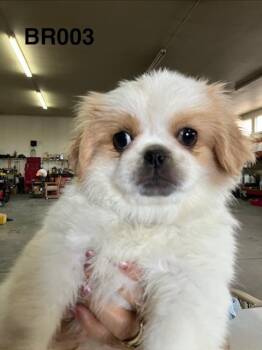 Sweetie 003 -  Pekingese Dog for Adoption in Boone, Colorado - Sweetie 003 | PetCurious