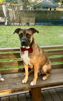 Brutus -  Shepherd and Boxer Dog for Adoption in Boca Raton, Florida - Brutus | PetCurious