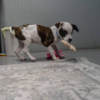 Hound and Mixed Breed Dogs Available for Adoption in Pawling, New York - Enzo | PetCurious