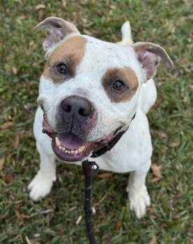 American Staffordshire Terrier Dogs Available for Adoption in Fort Lauderdale, Florida - DOMINO | PetCurious