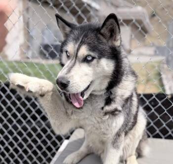 Duke -  Husky Dog for Adoption in Fruit Heights, Utah - Duke | PetCurious