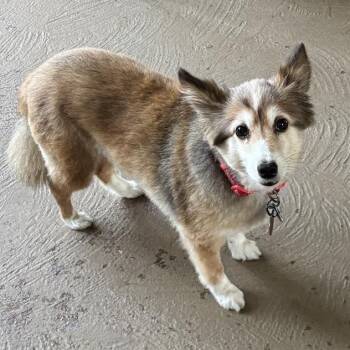 Rescue Shetland Sheepdog Sheltie Dogs for Adoption in New Orleans, Louisiana - Lil Bit O'Honey | PetCurious