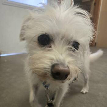 Gizmo (Bonded with Jack) -  Maltese and Chihuahua Dog for Adoption in Park Falls, Wisconsin - Gizmo (Bonded With Jack) | PetCurious