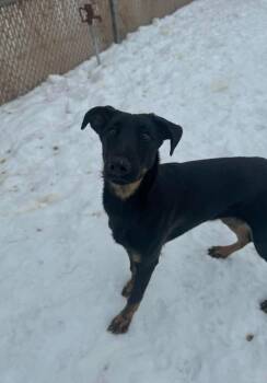 Myrtle -  Mixed Breed Dog Available for Adoption in Grand Forks, North Dakota - Myrtle | PetCurious
